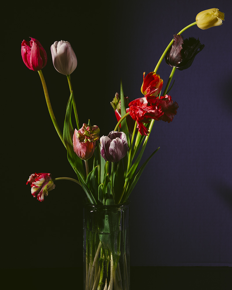 #tulips rule! 
#stilllifephotography #botanicalphotography #underthefloralspell #flowerstalking #floraldreams #floralfix #fineartflorals #tendermomentswithflowers #floralfineart #blooms  #blumenfoto #blomsterglæde #blomsterlykke
#소울문스튜디오 #플라워스튜디오 #플라워레슨