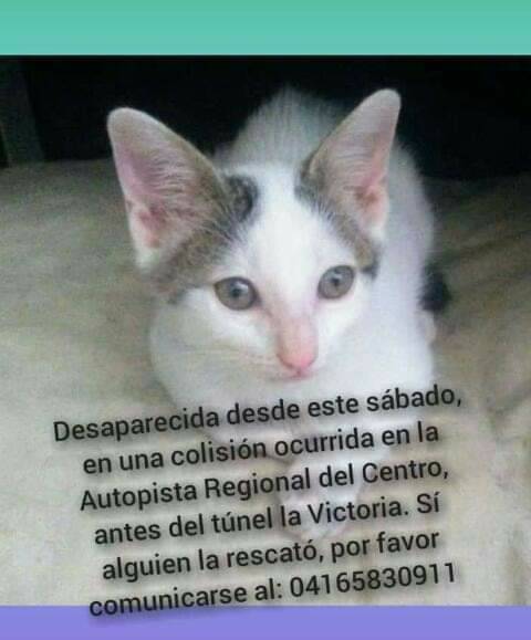 PerroUsuario's tweet photo. Su familia la busca. Autopista Regional del Centro antes del túnel La Victoria https://t.co/zIwqVDYYDN