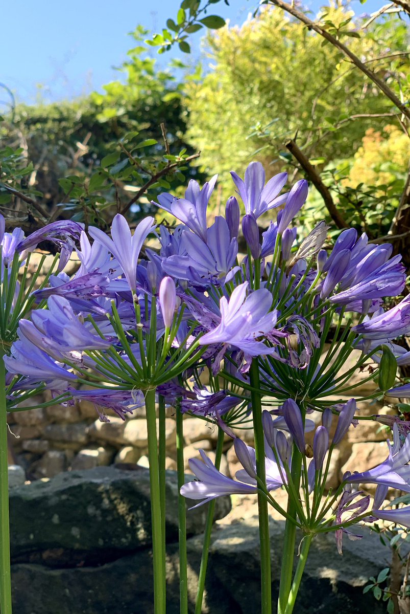 melanie_hollins's tweet image. Despite the hot, dry weather, this Agapanthus shows no sign of wilting! I’m pretty impressed! ☀️👊