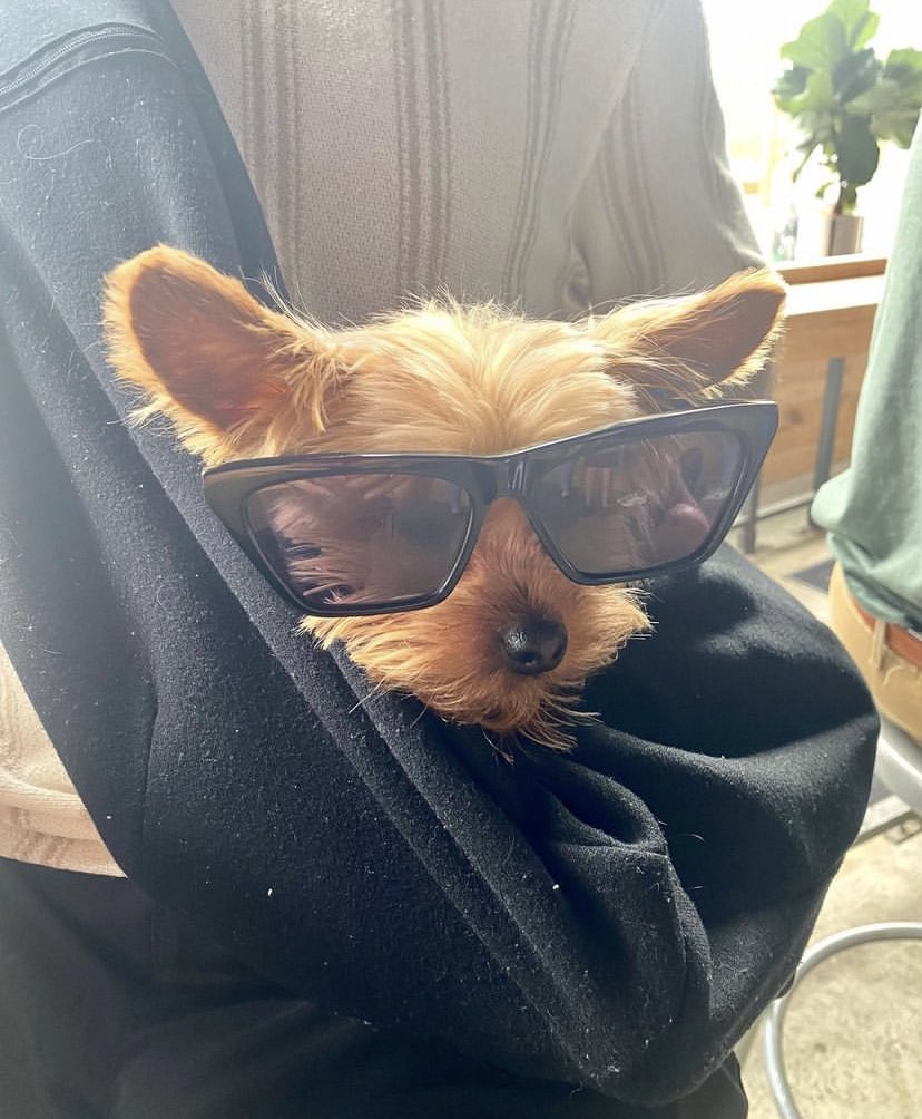 __________________________________
    ← ⚪ now ⠇   

Quem é a cadela de quem aqui nessa relação?