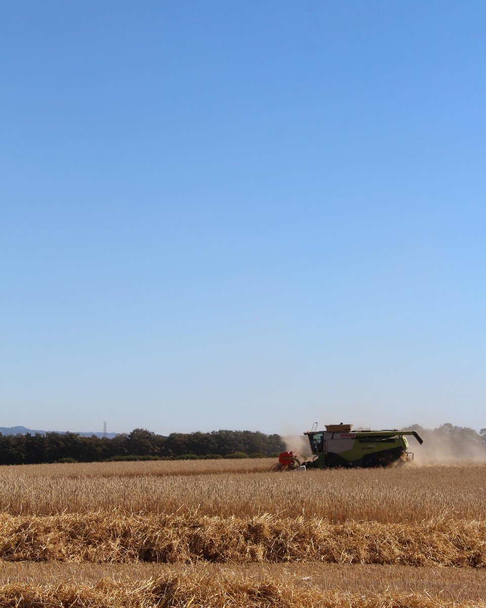 Harvest is underway for RyeLaw #ryewhisky #fifegrown #fifedistilled #fifematured