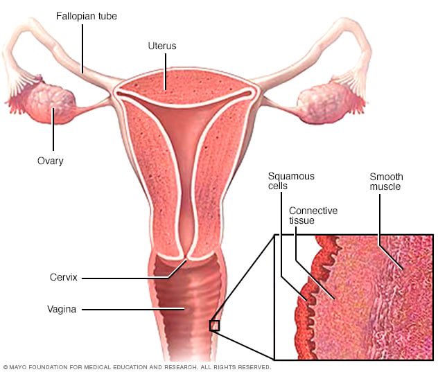 The vagina is a multilayered tube 1. Innermost layer(mucosa) is made up of  cells similar to the lining of your mouth. A protective layer lubricated by  cervical mucus and secretions. 2. Elastic