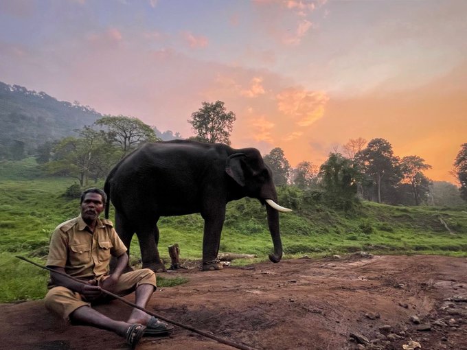 TheFederal_News's tweet photo. #Anamalai Tiger Reserve #TamilNadu has won the #National #GajGaurav award on the eve of the #WorldElephantDay which falls on 12th August. The #Cavadys of #Malasar #Tribal community are the those behind the success says @supriyasahuias
#AddlChiefSecretary #TamilNadu https://t.co/PxvVKeCcFD