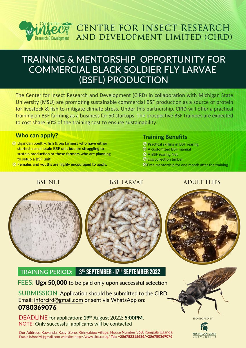 CIRD with support from <a href="/BenbowLab/">Benbow Lab</a> are training and mentoring 50 start ups of BSF in Uganda #bsflies #insects #uganda #icipe