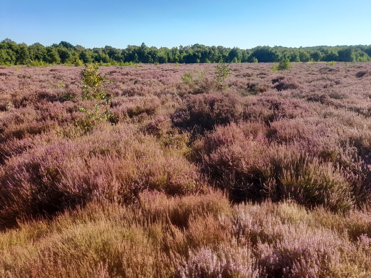 MarijkeLieman's tweet photo. De heide staat er prachtig bij, maar snakt naar een flinke bui regen.
#Gadra
#SchouwenDuiveland
#Staatsbosbeheer https://t.co/QKL0B4GLFq
