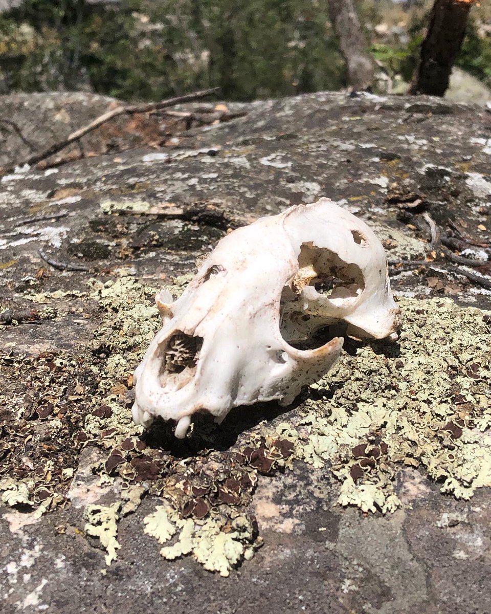 MaxwellPickles's tweet photo. Found this raccoon skull today. https://t.co/XuG8xr4nR2