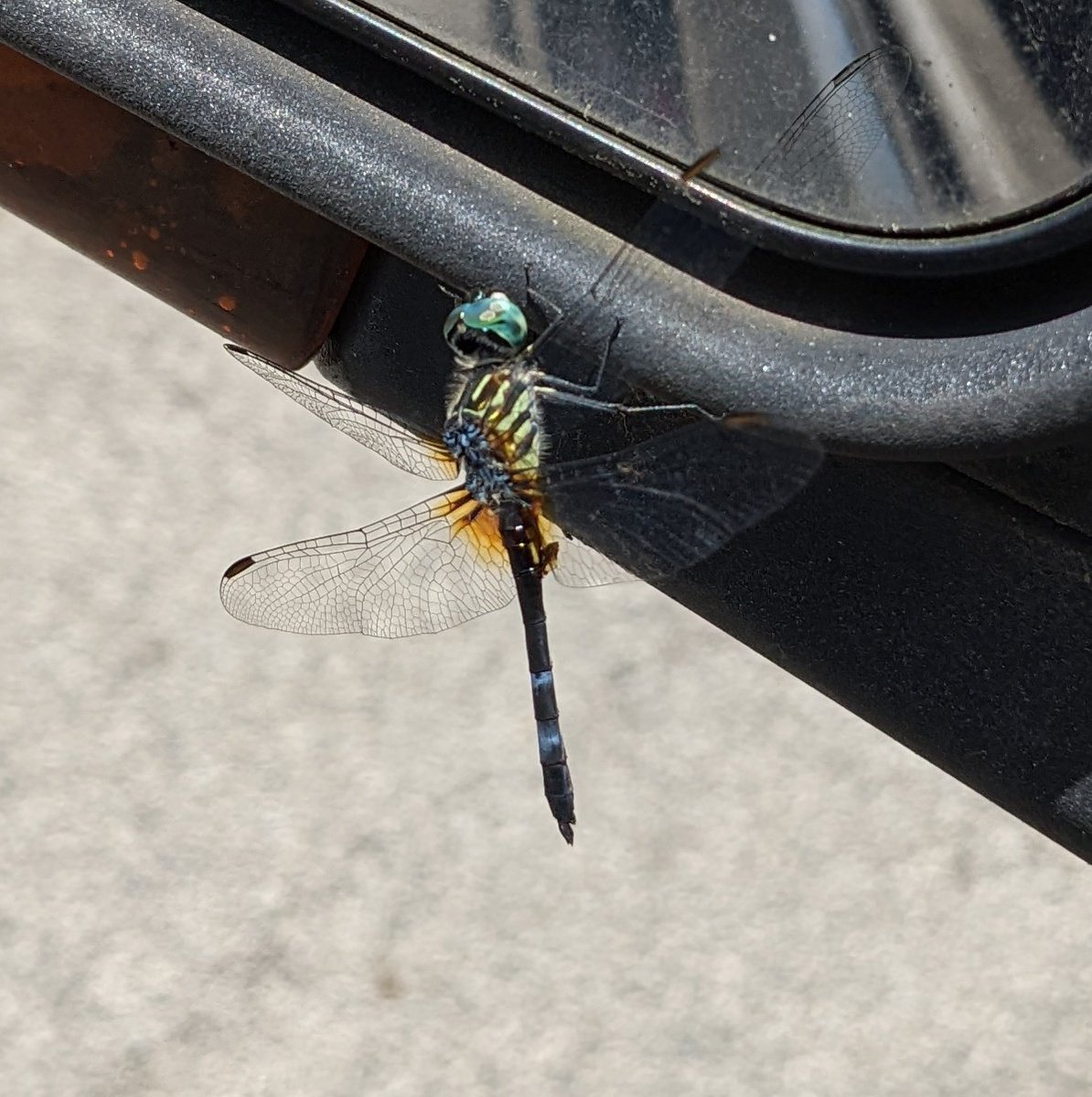mue_court's tweet photo. Here we are again... #instagramdown 🤦♀️ so I guess I will share a picture of this cool dragonfly here instead #instagram #instagramproblems https://t.co/11GjjvFyhH