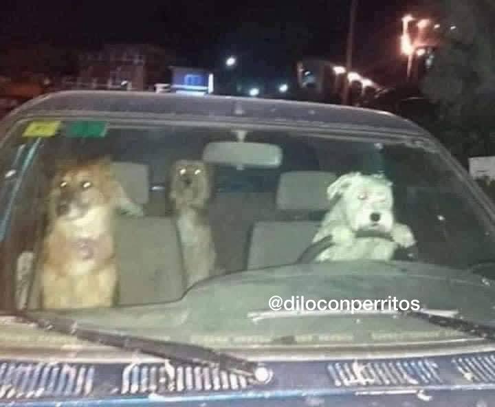 Dilo con perritos tweet media