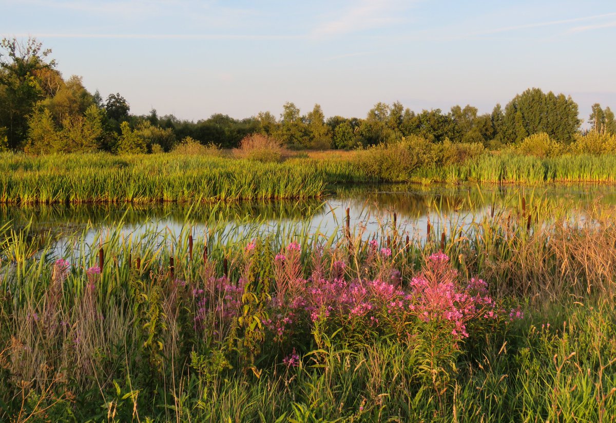 ElisaGoudriaan's tweet photo. Deel 523: bruine kieken in de vroege en latere avond in het #Fochteloerveen bij #Fochteloo
#BruineKiekendief #landschap #Friesland https://t.co/lR8aA53k8y