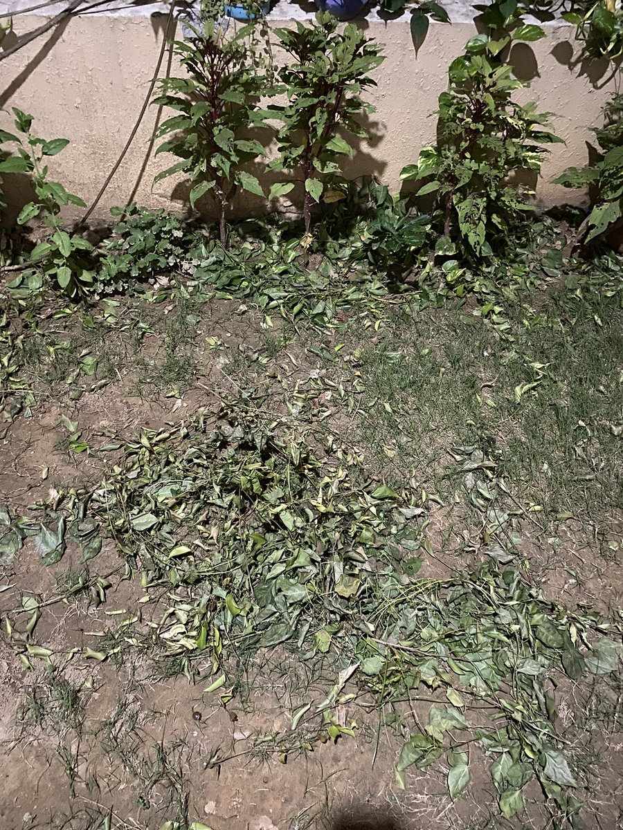 GAggarwalK's tweet photo. Extremely poor and pathetic attitude of FMS @EHPOA1 @EmaarIndia @emaardubai 
Been 3 days but my lawn has not been cleaned by the facilities team for the mess they created in the name of trimming of the trees. @indiaemaar https://t.co/vQ0FywCYYG