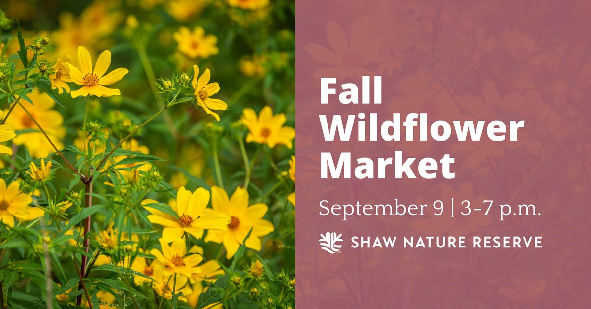 Shaw Nature Reserve (@shawnature) on Twitter photo Our webstore is LIVE! 🌾🌸🌳
Shop from a variety of Missouri native plants ready for your fall gardening projects. Pick up your order at the Fall Wildflower Market on September 9, 3-7 p.m.
Webstore: snrshop.org Our webstore is LIVE! 🌾🌸🌳
Shop from a variety of Missouri native plants ready for your fall gardening projects. Pick up your order at the Fall Wildflower Market on September 9, 3-7 p.m.
Webstore: snrshop.org