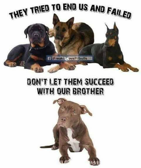 Breed bans are just another form of racism. We call it breedism. We need to end Breed Specific Legislation now. #endBSL