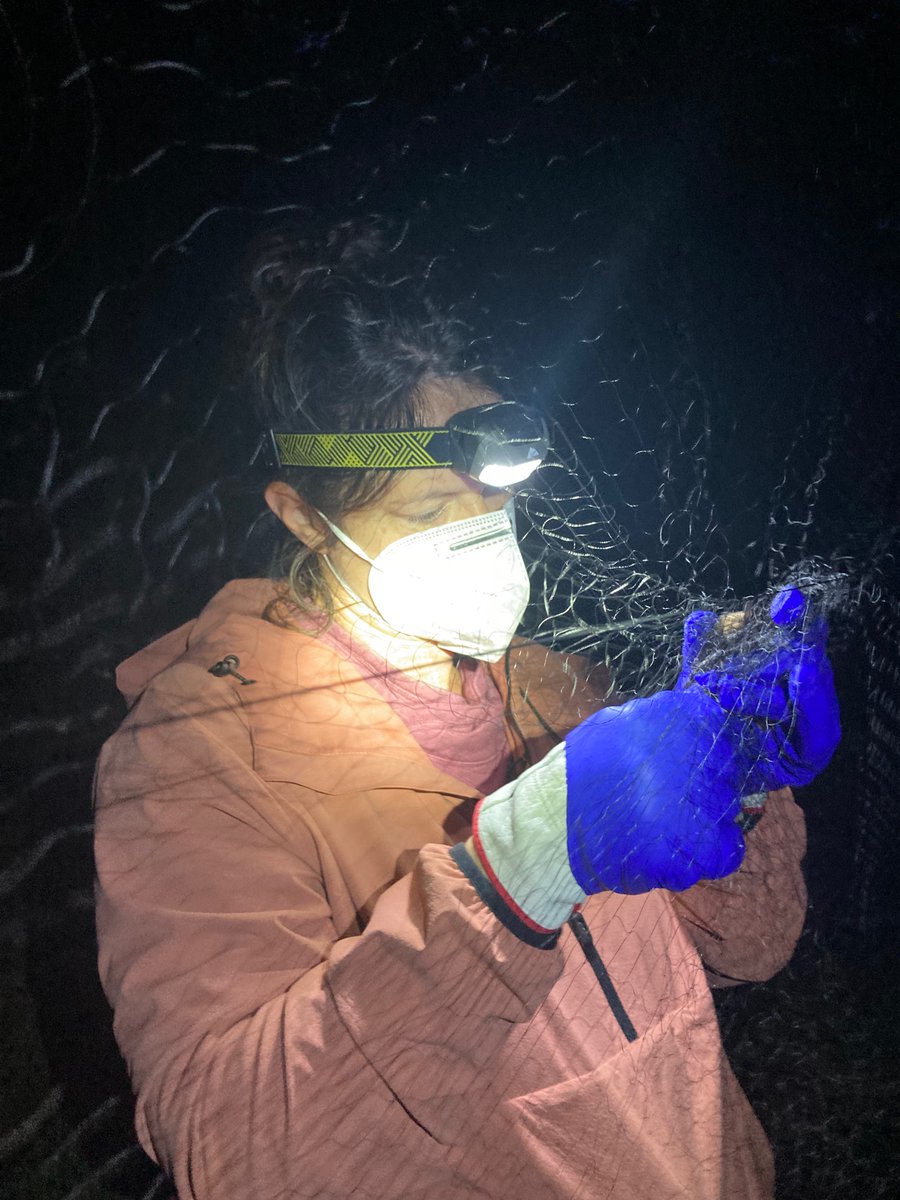 Christina_Davy's tweet photo. Our #skyshark team is thrilled to welcome a new member: postdoc Dr. Erin Stukenholz (bat wrangler extraordinaire)! https://t.co/4a1UKZPlln