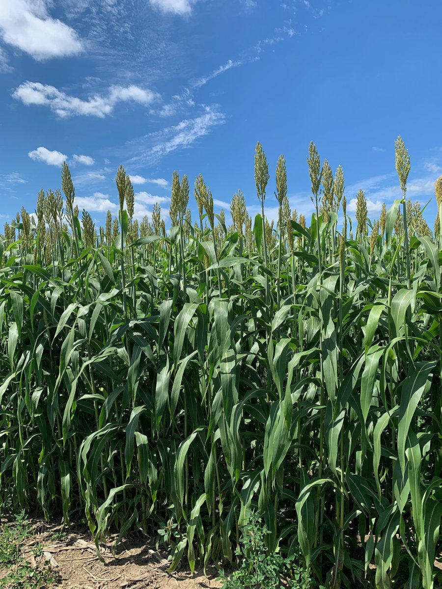 <a href="/speareseeds/">Speare Seeds</a> #GW475 #foragesorghum ready to cut in #niagara #cowchow #bigcrop