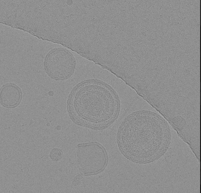 How beautiful are these cryo-TEM images of our isolated E.coli vesicles 💙💙
We are very grateful to Dr. Somnath Dutta, IISc and his lab members for making our dream of TEM come true!
#iGEM #biology #microbiology