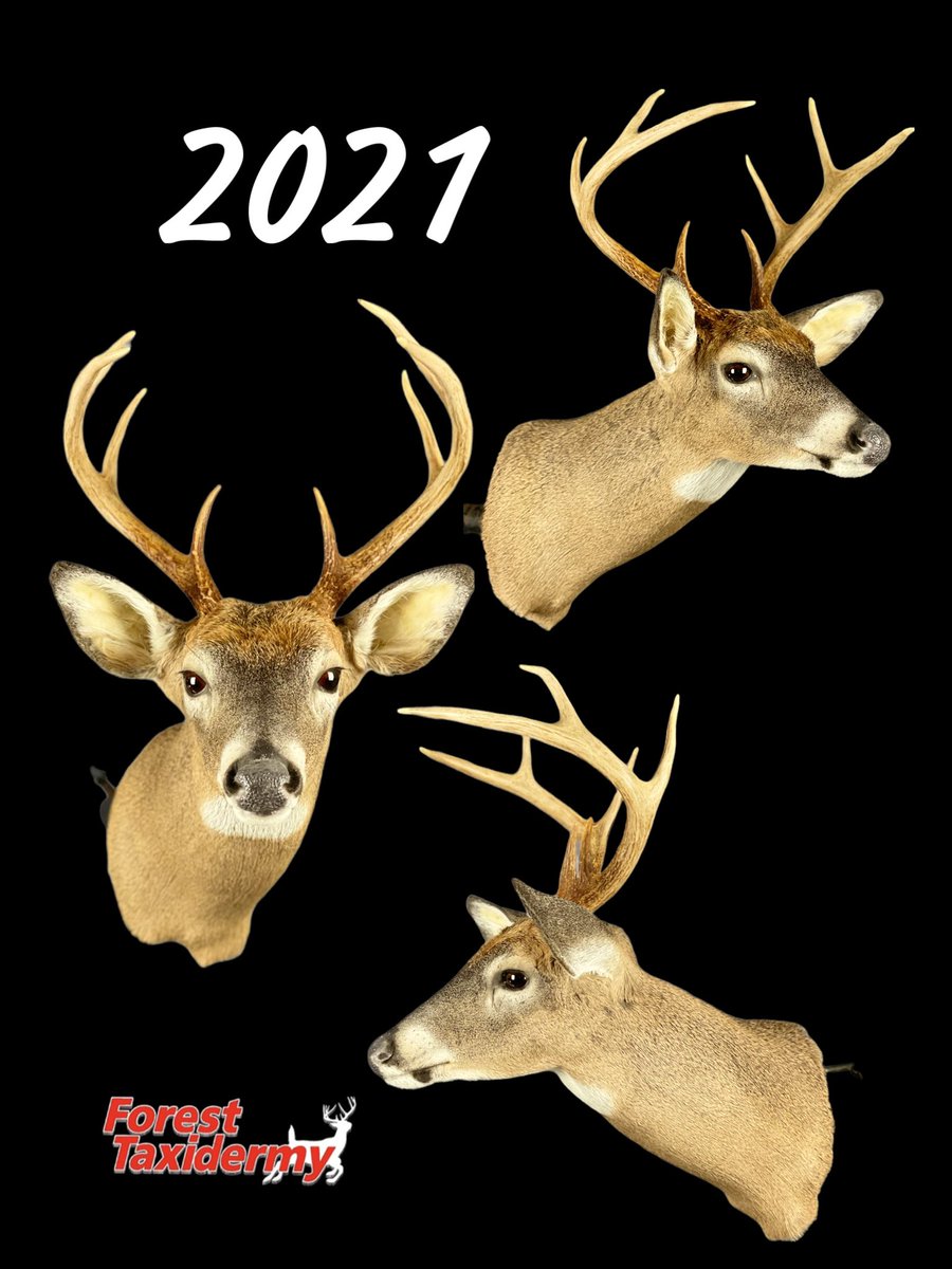 Forest Taxidermy (@325_wsm) on Twitter photo 