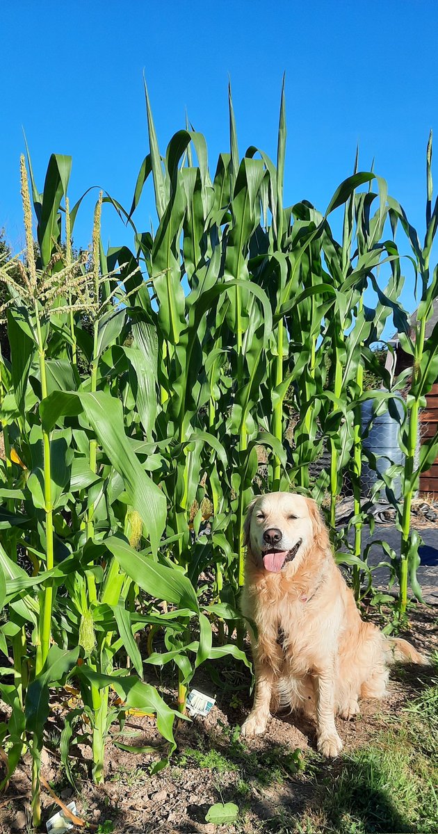 The corn is so tall! Hope I get to eat some. Not the corn cobs though, they are very bad for dogs! 🌽
#allotment #GoldenRetrievers #DogsofTwittter