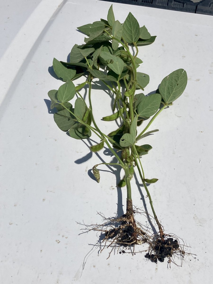 Happy Thursday! I got some girls watching me scout this gorgeous field of Sevita soybeans today.