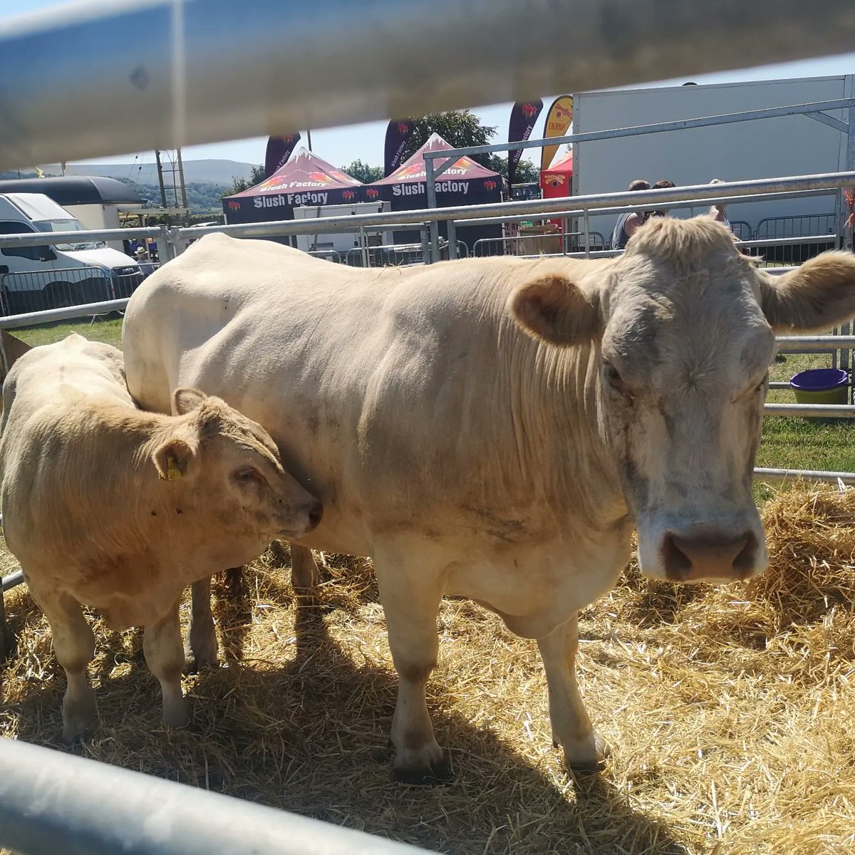 Jeannie_ASC's tweet photo. Hot hot hot at @OkehamptonShow today. Lovely atmosphere, great hospitality, good conversations 👍🏽🐮but somehow I always manage to lose my car here! 😂 #network #connections #commercial #finance #ASCfinance https://t.co/Lge2j5k7QA