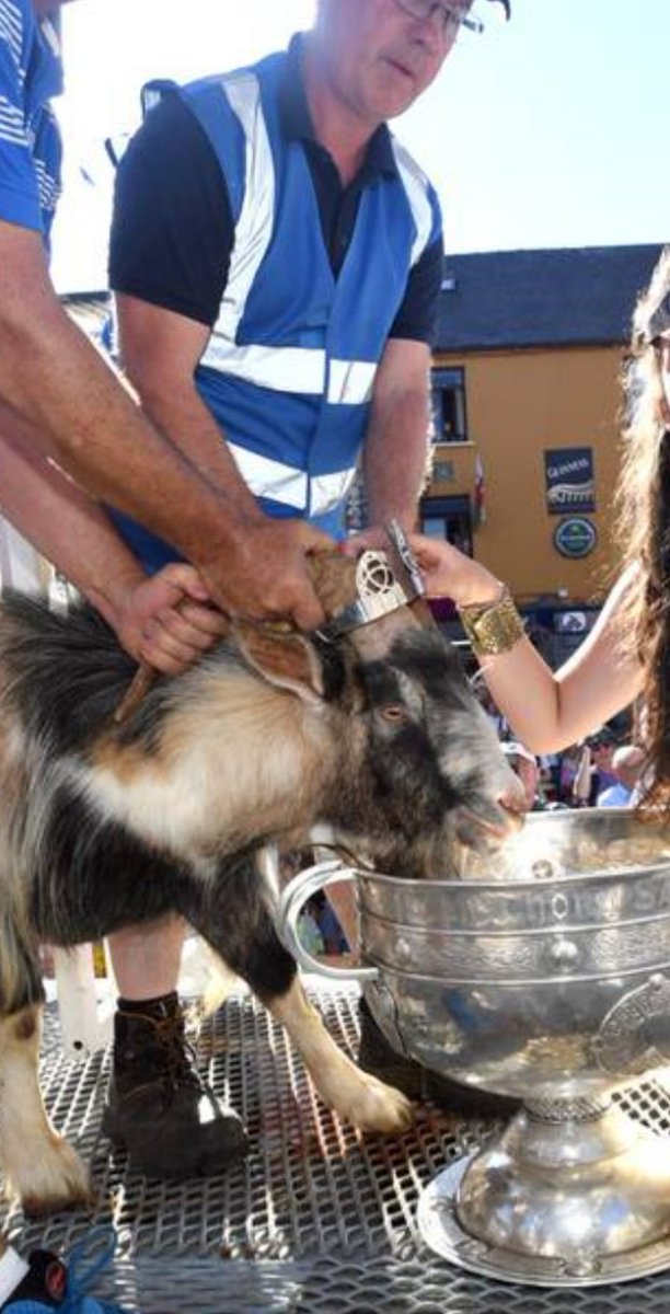 Dr_A_Kelly's tweet photo. So #PuckFair goat taken down from platform at 1130 following intervention from DAFM but due to be hoisted back up at 6pm.. not content with sticking goat up platform - also forced its head into bowl to drink for photo op...embarrassment to 🇮🇪 #AnimalWelfare #AnimalCruelty https://t.co/dBIvhqyYi7