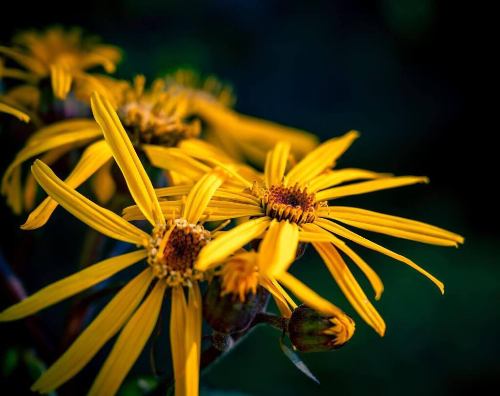 CapturedJax's tweet photo. Late summer #summer #flowerphotography #colzium #eveningwalks #yellowflowers #capturedbyjax https://t.co/vJOizpwGgr https://t.co/tKDXip022V