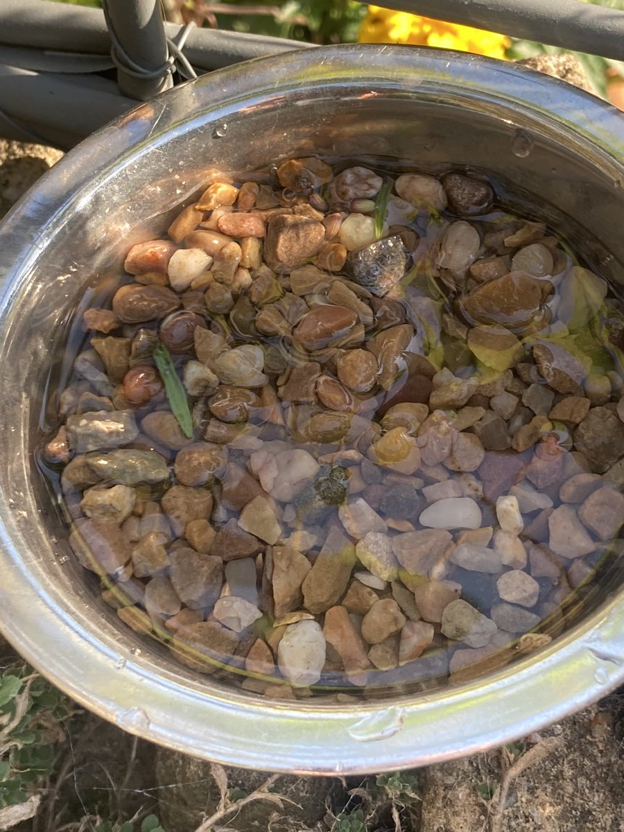 GaryNob56668899's tweet photo. Hope everyone is remembering to leave water out at various highs for the your local wildlife 🦅 🦔 including a shallow bowl with gravel in for the bees 🐝 , it will be much appreciated in this heat. https://t.co/725Yp7xEaC
