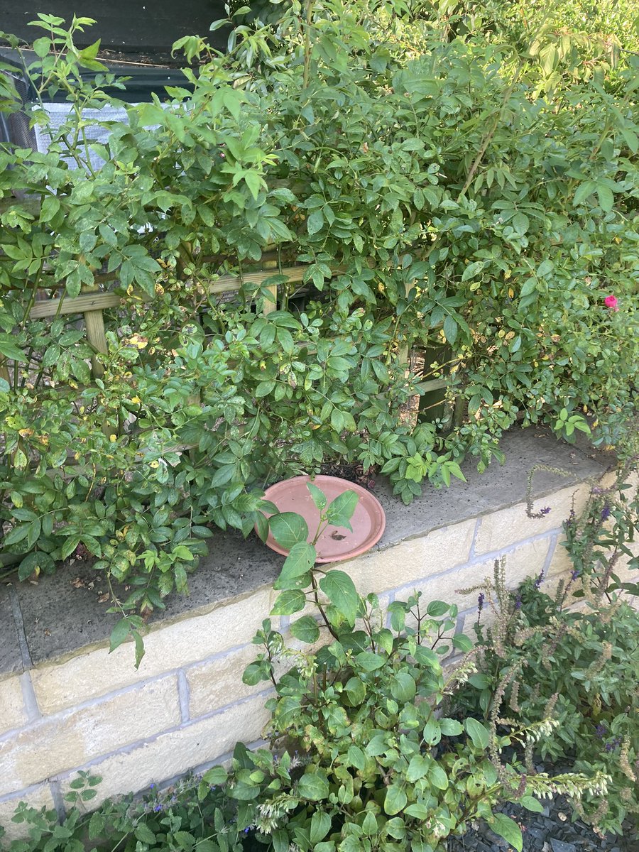 GaryNob56668899's tweet photo. Hope everyone is remembering to leave water out at various highs for the your local wildlife 🦅 🦔 including a shallow bowl with gravel in for the bees 🐝 , it will be much appreciated in this heat. https://t.co/725Yp7xEaC
