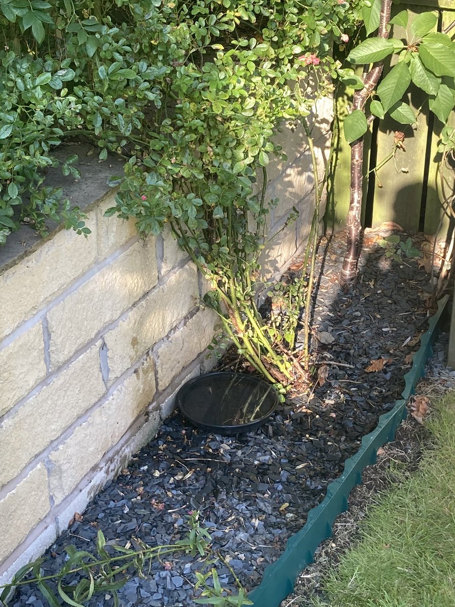 GaryNob56668899's tweet photo. Hope everyone is remembering to leave water out at various highs for the your local wildlife 🦅 🦔 including a shallow bowl with gravel in for the bees 🐝 , it will be much appreciated in this heat. https://t.co/725Yp7xEaC