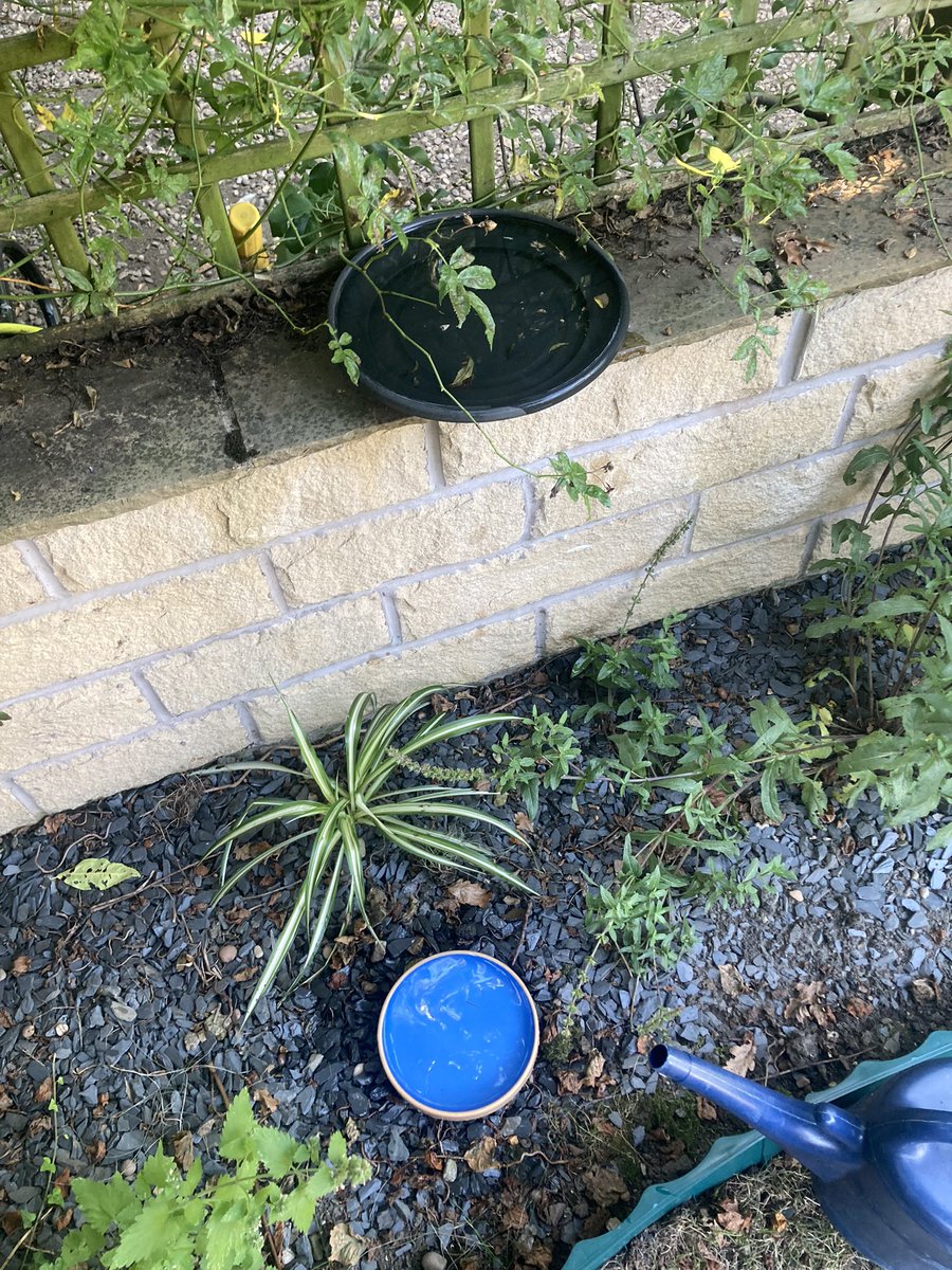 GaryNob56668899's tweet photo. Hope everyone is remembering to leave water out at various highs for the your local wildlife 🦅 🦔 including a shallow bowl with gravel in for the bees 🐝 , it will be much appreciated in this heat. https://t.co/725Yp7xEaC