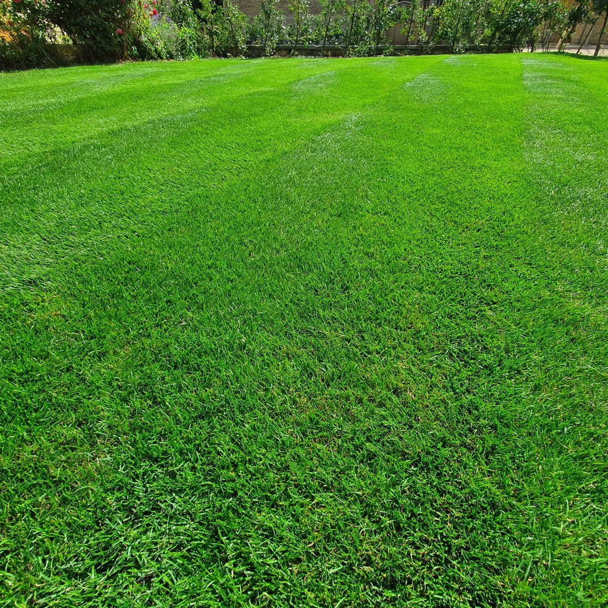 👉 liquid &amp; granular fertiliser program 
👉 wetting agent program 
👉 spot weed treatments 
👉 raising the height of cut 
👉 keeping mowing blades in good condition
👉 watered heavily 1-2 times a week (depending on soil texture) in the correct conditions.