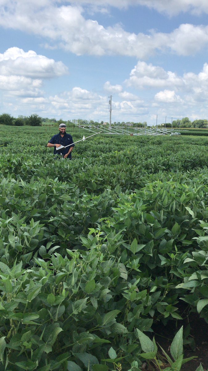 Montes_ChrisM's tweet photo. Mapping LAI response in soybean to elevated CO2 at @Soyface_IL with @DigAnthony https://t.co/AmEZP60N1O
