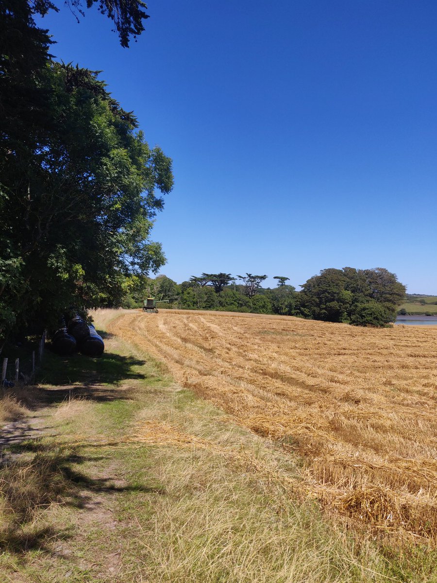 johncollins2014's tweet photo. Harvest day at Inish Beg, Co. Cork today's organic oats, tomorrow @FlahavansIRL porridge. https://t.co/Xzerf57sMy