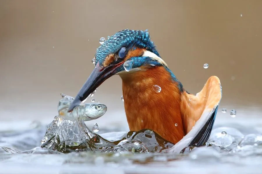 ElarboldeDarwin's tweet photo. ...¿esto que llamamos vida, es de naturaleza material como el resto del universo o su esencia, de haber alguna, se halla en un principio metafísico e inmaterial al que no se puede acceder mediando la experiencia?... https://t.co/k5jvb7lMC4
