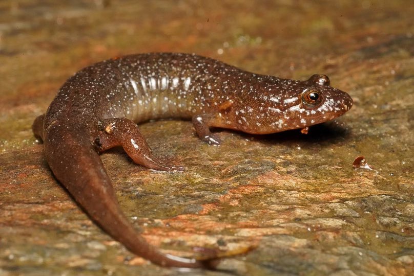 KevinHamed1's tweet photo. I had an incredible day with @GARD2022 participants studying salamanders in the Great Smoky Mountains National Park.  @vt_fishwild graduate student @Holguinc_ was able to capture great images of these amazing amphibians.  Thank you Matt Gray and Deb Miller for a great conference! https://t.co/xCAfZeVMBF