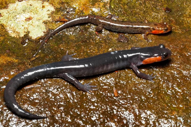 KevinHamed1's tweet photo. I had an incredible day with @GARD2022 participants studying salamanders in the Great Smoky Mountains National Park.  @vt_fishwild graduate student @Holguinc_ was able to capture great images of these amazing amphibians.  Thank you Matt Gray and Deb Miller for a great conference! https://t.co/xCAfZeVMBF