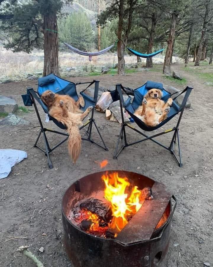 Doggos deserve a spot at the fire too 👏🏼📣