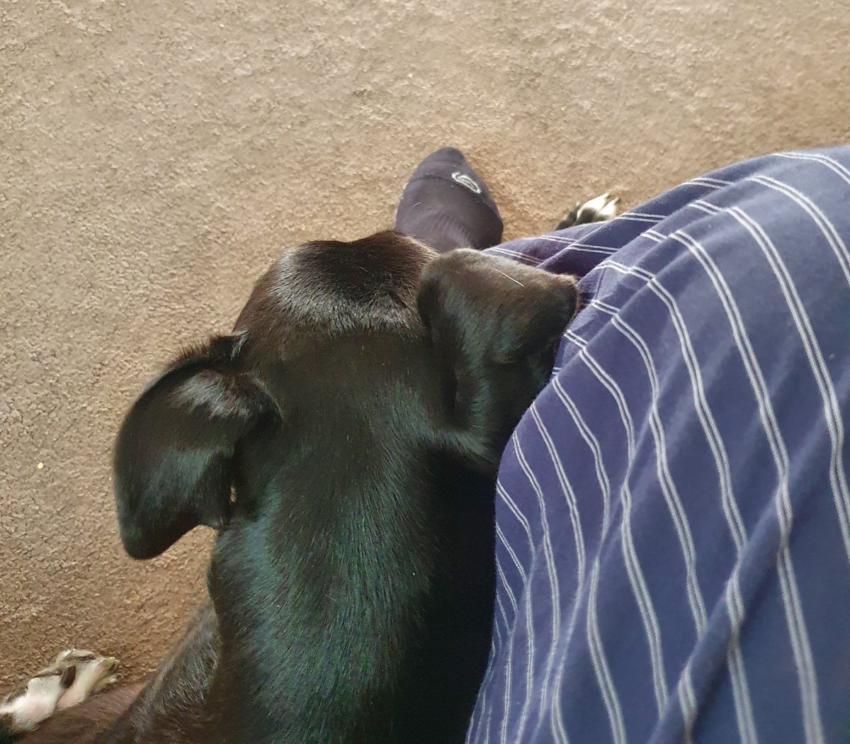 ShinyDemon's tweet photo. Not left my side since I got home from work.
I swear she knows she's going to the kennels tomorrow.
We're gonna miss her sooooo much!

#KnobDog

#SheRescuedUs https://t.co/d2OMVTWqxc