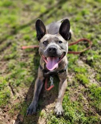 cthumane's tweet photo. "My ears are my best feature. Or my tongue. Yes, the tongue for sure.Okay, look, I'm the complete package - I love to exercise and then cuddle up. Come by &amp; we'll see if there's #magic."
#Pitty #CuteDogs #Buddies #DogsThatSmile #Waterford
https://t.co/qLNc2nNwNM *Lucy https://t.co/lM0qUMcjSm