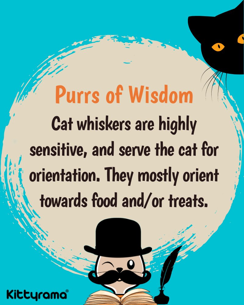 kittyramaltd's tweet photo. Purrs of Wisdom brought to you by Kittyrama® 😺 Every #Purrsday for wise kitties only! 🧐😼
.
Give us your Purrs of Wisdom! 📚
.
Follow @kittyramaltd for more epic purrs! 😸💙
.
#kittyrama #purrsofwisdom #funnycat #wisecat #catjokes #cathumor #catwhiskers #cats #cat https://t.co/MIN5lhkdBh
