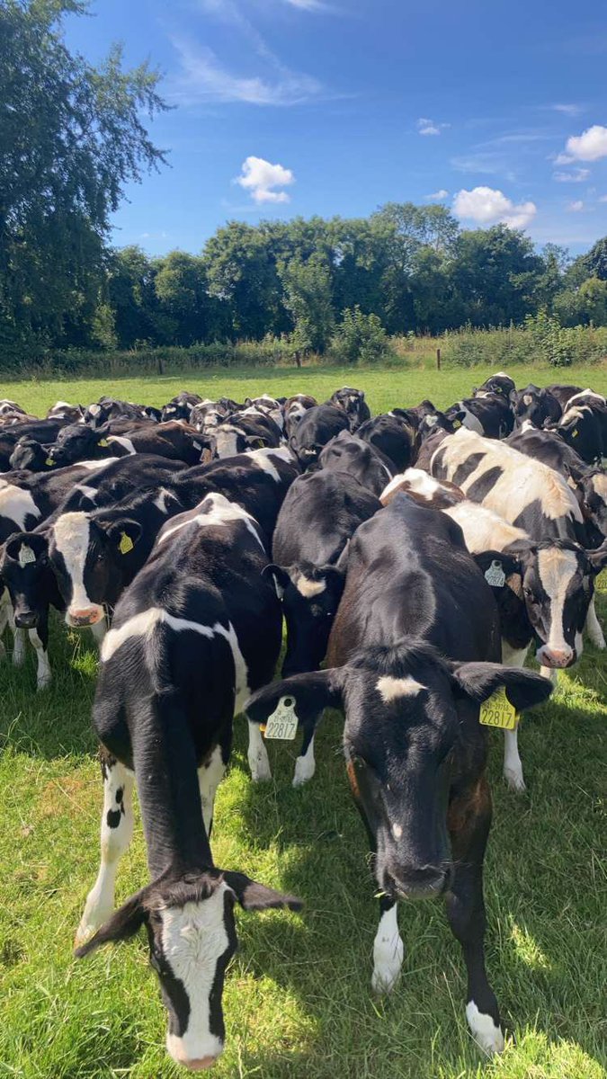 Pat (@patevan80302078) on Twitter photo 