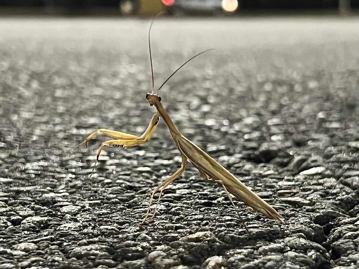 bigclimbstudios's tweet photo. @KnoxvilleMoths does this count for something? https://t.co/EOIsT3KmEd