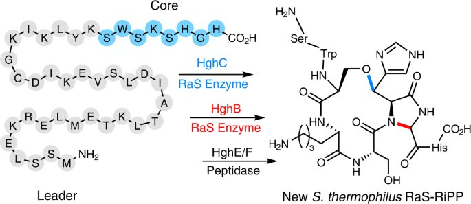 Nature Chemical Biology (@nchembio) on Twitter photo Seyedsayamdost and colleagues from <a href="/PrincetonChem/">Princeton Chemistry</a> show that the biosynthesis of Streptococcal bicyclostreptins involves cyclization reactions mediated by radical SAM enzymes. Free to read link at rdcu.be/cTumy Seyedsayamdost and colleagues from <a href="/PrincetonChem/">Princeton Chemistry</a> show that the biosynthesis of Streptococcal bicyclostreptins involves cyclization reactions mediated by radical SAM enzymes. Free to read link at rdcu.be/cTumy