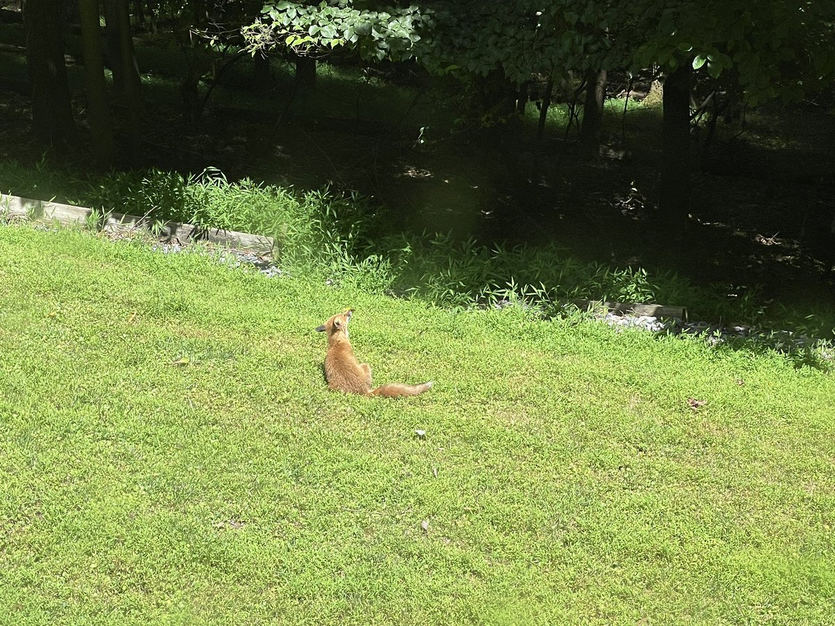 DrArnal's tweet photo. Will it be my friend?

#Livinginthewoods #Lunchtimeviews https://t.co/Kva79bceL9