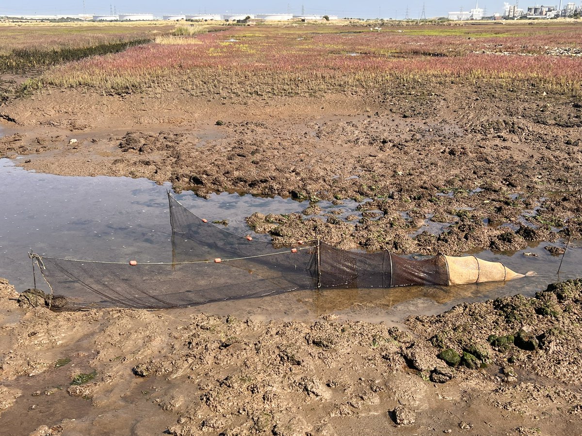 IFMFish's tweet photo. The #fyke net is down there somewhere.
Still waiting for the #tide to drop so we can get it back https://t.co/cij0cBWU4w