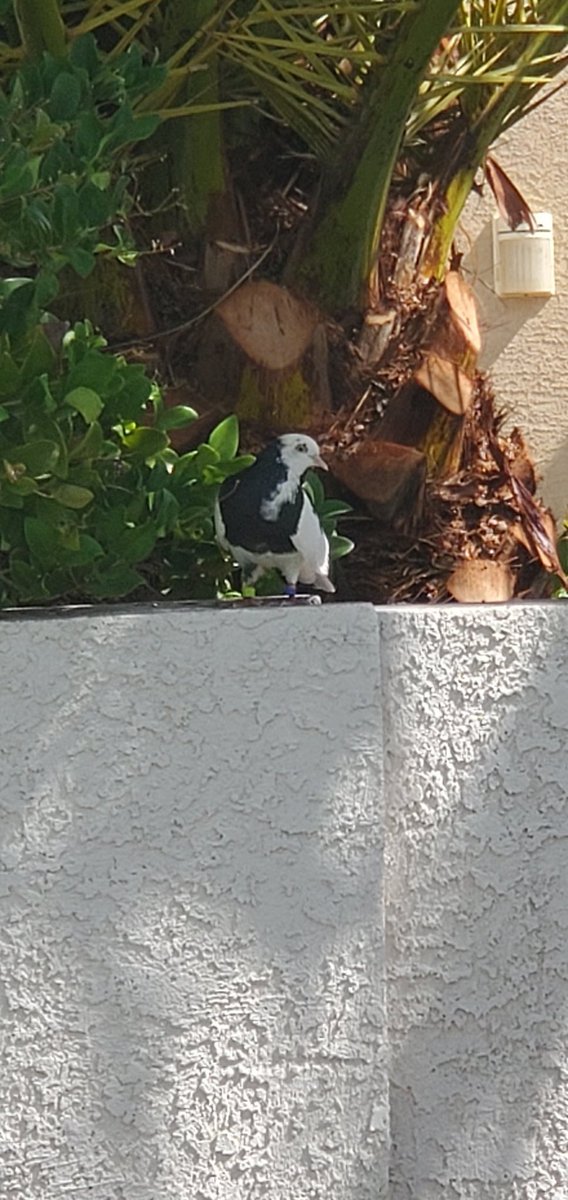 C_j_Bancroft's tweet photo. @MikeTyson We've had a black and white pigeon with bands on his legs hanging out by our house in Vegas the last couple of days. A neighbor said he might be yours, anyway, your pigeon is hanging out with us if you were wondering where he is. https://t.co/DnUADmWWyX