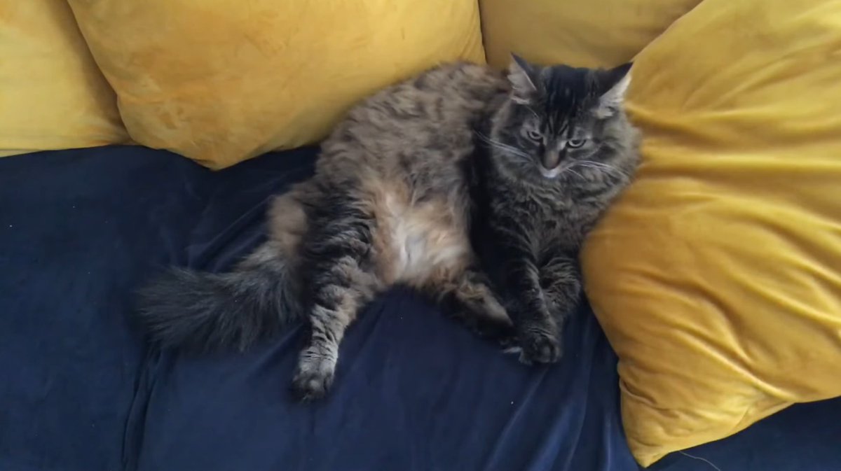 PurdeyandGambit's tweet photo. Cat Cam is live with The Duchess!! 😻

#CatsofTwitter #CatsonTwitter #Cats https://t.co/xOcubJmH01 via @YouTube https://t.co/RJL3u0d3D9