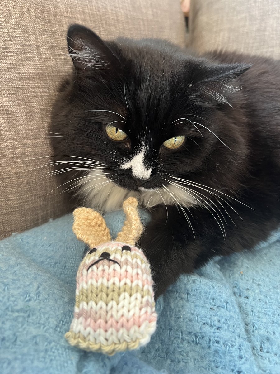 sgseniors's tweet photo. Our Knitting Circle sells everything from hats to blankets and even cat toys! All proceeds go to the South Granville Seniors Centre. Come see what we have available by visiting us at the Centre, or by going to @mustardseedsknitting on Instagram.

#cat #knitting #catlovers https://t.co/LxjxMEjrU0