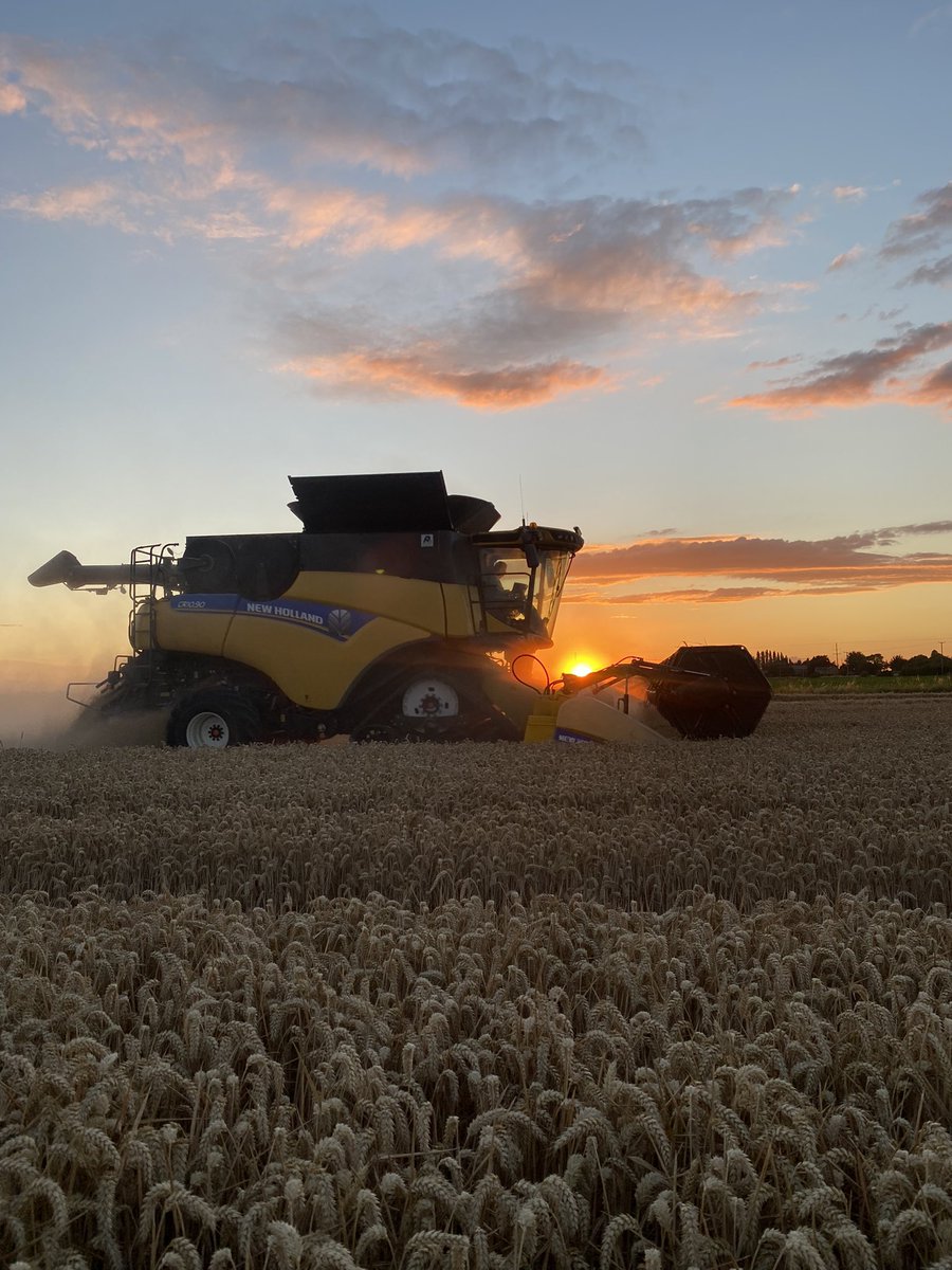 Onions sets in the shed and on the last leg of cereal harvest!