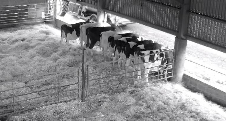 Dry cows at Drumdreel Farm eating their X-Zelit!  The farm has gone from 15%of their dry cows having clinical milk fever to zero!

x-zelit.co.uk/what-the-resea…