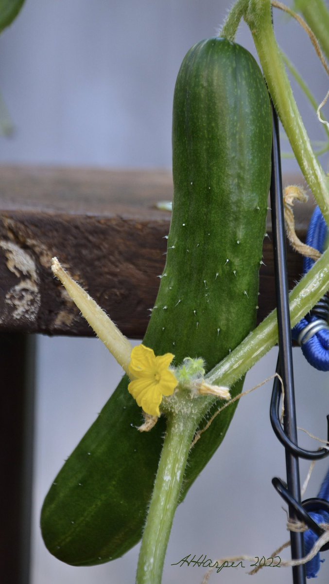 Pretty flowers #dalia #echinachia #Cucumber #Flowers